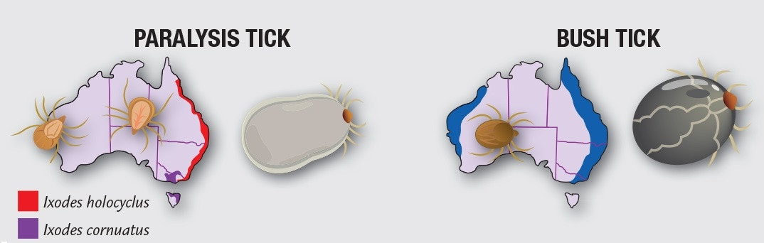 Types of Australian Ticks, Bush Ticks and Paralysis Ticks